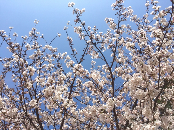 SAKURA